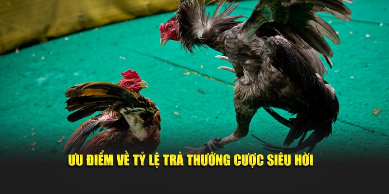 Ưu điểm về tỷ lệ trả thưởng cược siêu hời
